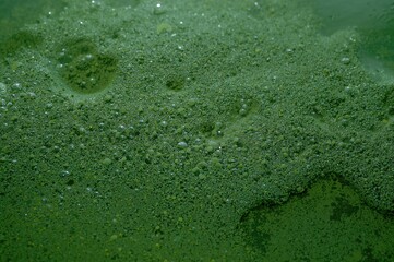 Close-up of river backwater covered in green algae and foam with air bubbles, showing eutrophication effects. Texture and ecology concepts.