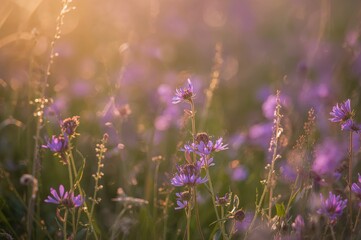 Naklejka premium Close-up of vibrant wildflowers in a field during golden hour with blurred background
