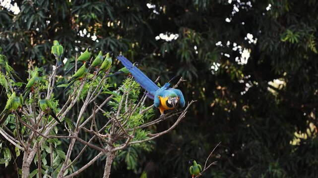 Macaw in the Amazon, Brazil