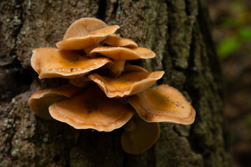 Fototapeta premium Fungi kingdom, macro photography of mushroom and mycelium in a forest 