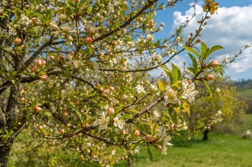 Fototapeta premium Blossoms of the apricot tree