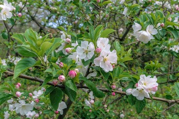Spring season with blooming apple flowers in the orchard