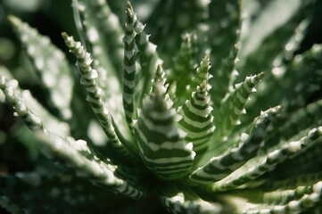 Fototapeta premium Detailed view of a striped Haworthia succulent bathed in natural light