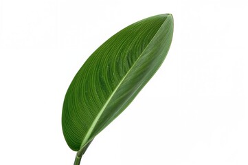 Isolated Leaf of Snake Plant on a White Backdrop. Dracaena Trifasciata Species. Known as Mother-In-Law's Tongue, Saint George's Sword, and Viper's Bowstring Hemp (Sansevieria Trifasciata).