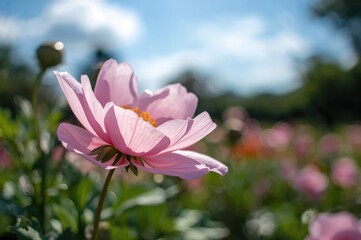 Single anemone blossom basking in sunlight with a blurred garden background, close-up with ample copy space