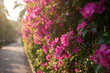 A thriving bougainvillea covered in bright pink blossoms and rich green leaves