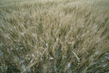 Winter frost and snow damaged the early wheat plants. The farmland covered in ice and snow threatens food security.
