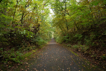 Fototapeta premium Fungi kingdom, macro photography of mushroom and mycelium in a forest 