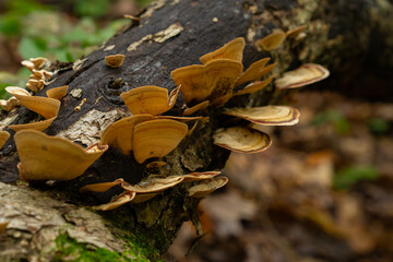 Fungi kingdom, macro photography of mushroom and mycelium in a forest 