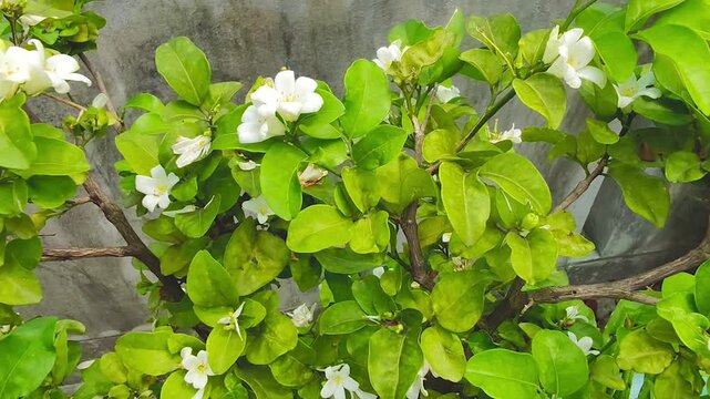 White blossoms with green background