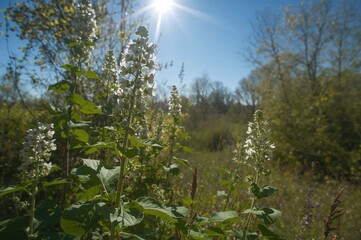 Obraz premium Flowers of the American pokeweed plant Phytolacca americana