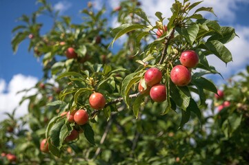 Obraz premium Summer fruits of the American Plum tree