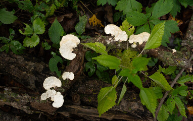 Fungi kingdom, macro photography of mushroom and mycelium in a forest 