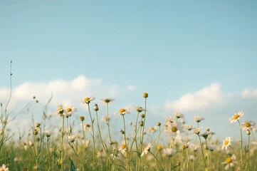 Stunning meadow of chamomile blossoms in summer