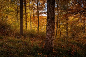 Obraz premium Stunning fall afternoon in dense woodlands