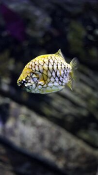 Pineapplefish (Cleidopus gloriamaris) with glowing photophores swimming slowly in dark underwater reef &mdash; 4K marine life footage
