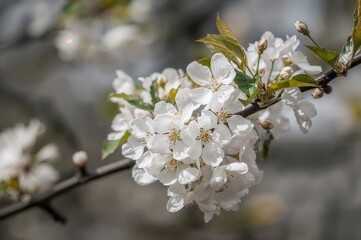 Stunning White Sakura Blooms During Spring Season. Scenic View of Blossoming Cherry Trees. Motivational Floral Nature in a Blooming Garden or Park. Vibrant Ecological Natural Setting