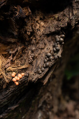 Fungi kingdom, macro photography of mushroom and mycelium in a forest 
