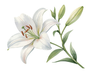 White Lily Watercolor Painting for Wedding Cards vector illustration isolated on white background