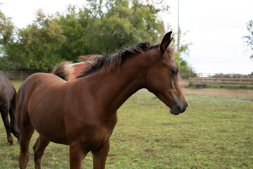 Obraz premium Beautiful horses in a farm in the countryside