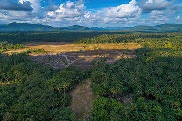 Fototapeta premium Drone perspective capturing extensive rainforest clearing for palm oil farming