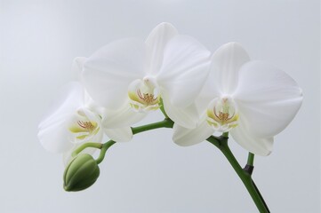 Obraz premium Phalaenopsis taenialis orchid species - An epiphytic orchid native to regions from the eastern Himalayas to parts of Asia, known by its Chinese name.