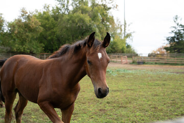 Obraz premium Beautiful horses in a farm in the countryside