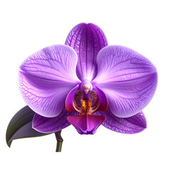 Fototapeta premium A purple orchid flower on a transparent background png isolated Generative Ai By Eduardo 