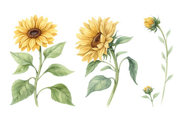 Fototapeta premium Watercolor Yellow Sunflower with Green Leaves Hand Painted 