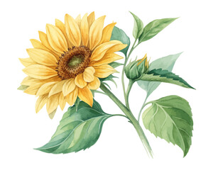 Watercolor Yellow Sunflower with Green Leaves Hand Painted vector illustration 