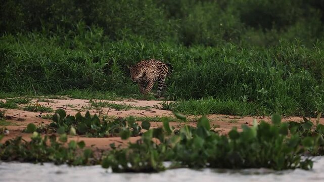 Jaguar hunting caiman in Brazil