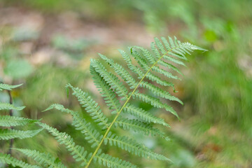 Delicate Fern Frond in Soft Forest Light