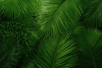 Tropical rainforest foliage with banana and palm leaves creating a natural green texture