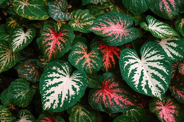 Fototapeta premium Caladium plants feature vibrant, heart-shaped foliage in shades of red, pink, white, and green, flourishing in well-lit, humid conditions.