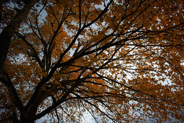 Looking up at a fall maple tree with moody vibes