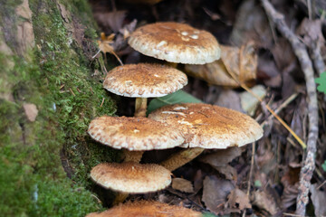 Old Scaly Mushrooms on a Decaying Stump in an Autumn Forest
