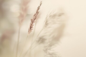 Obraz premium Blurred plant backdrop captured from a top-down perspective