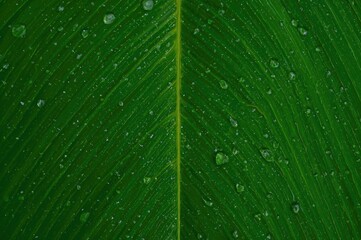 Close-up of a lush green leaf with tiny rain droplets illuminated from behind