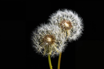 Fototapeta premium Isolated dandelion blossoms against a dark backdrop