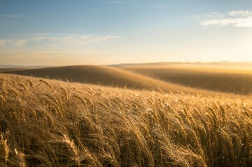 Fototapeta premium Sunrise over a misty wheat meadow