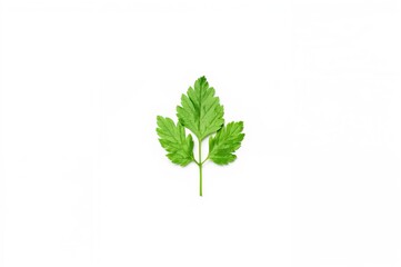 Fototapeta premium Fresh coriander leaves on a white surface, overhead shot, flat lay
