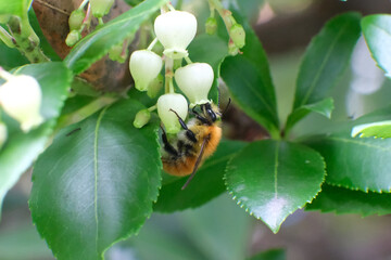 Close-up of a bumblebee collecting nectar from the blossoms of a strawberry tree (Arbutus unedo). The delicate bell-shaped flowers contrast with the fuzzy body of the bee