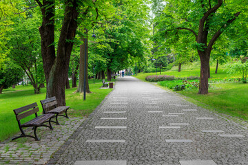 A beautiful alley in the city park with blooming chestnut trees