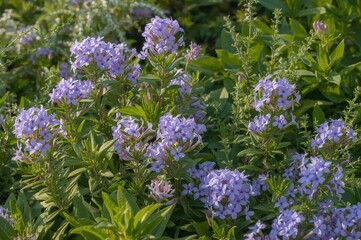 Obraz premium Stunning Blue Violet Creeping Phlox Blossoms - Scientific Name: Phlox subulata