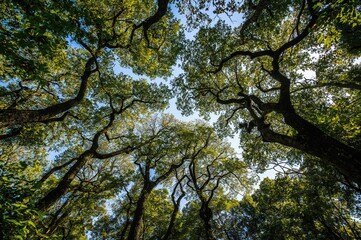 Fototapeta premium Interlocking Tree Canopies Creating Unique Patterns in a Lush Forest