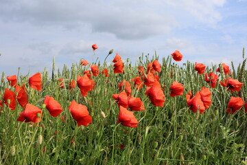 field of red poppies