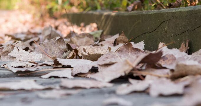 Fallen leaves laying on wooden deck 4k