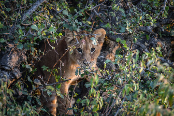 Young Lion Cub