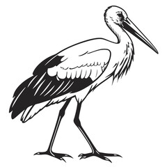 stork on white background
