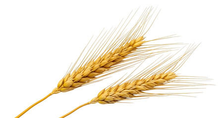 Two golden wheat ears isolated on transparent background